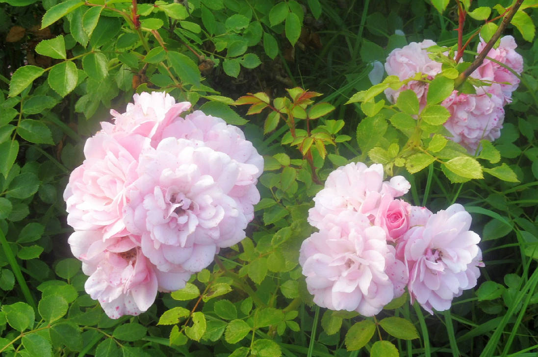 June Roses 10 by TallisKeeton on DeviantArt