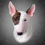 Bull Terrier. Portrait.