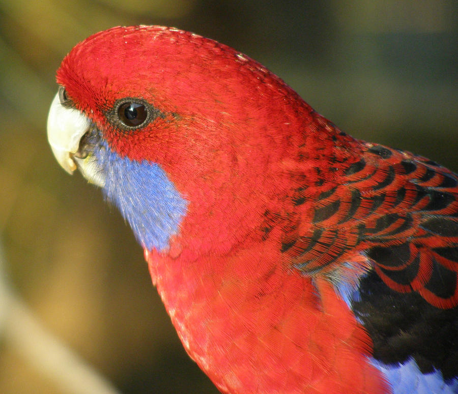 Crimson Rosella 2