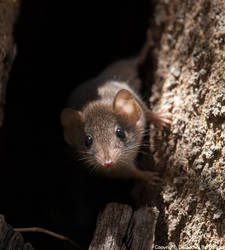 Brown Antechinus