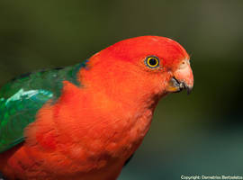 Australian King Parrot