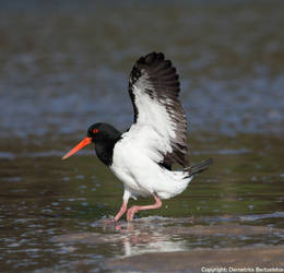 Australian Pied Oystercatcher