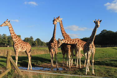 Group of giraffes