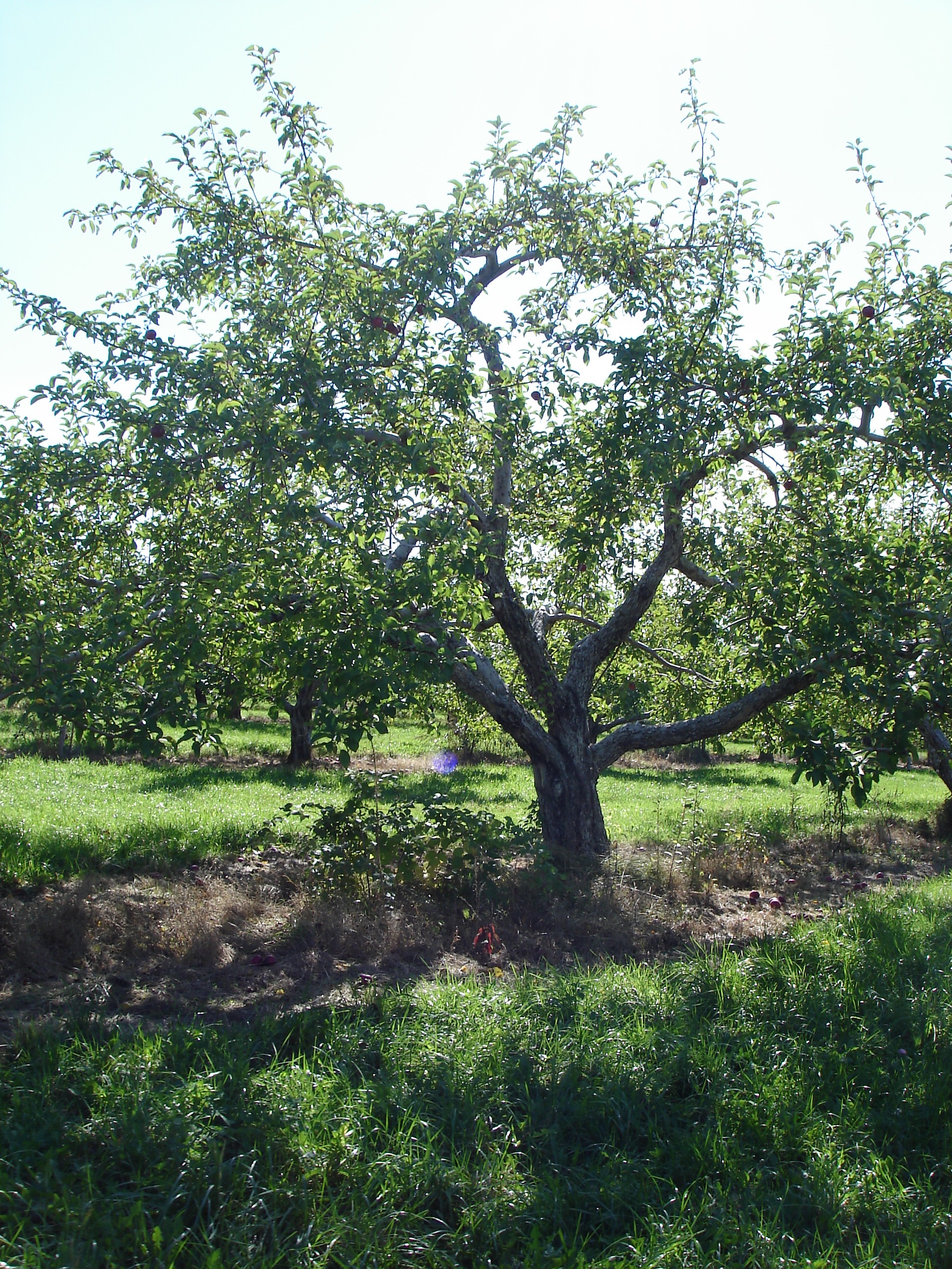Apple Tree 2