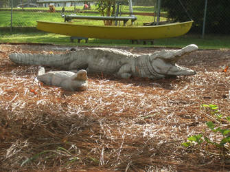 Meh Alligators in backyard