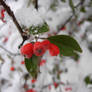 Snowberries