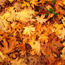 Autumn Leaves