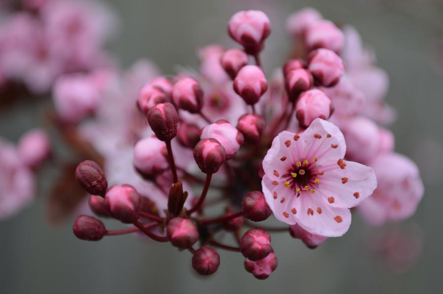 Spring is Coming III by PoultryChamp Spring is Coming III by PoultryChamp