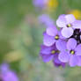 Lavendar-Coloured Flower