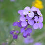 Lavendar-Coloured Flower II