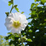 White Flower In The Sun