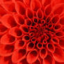 Red Dahlia