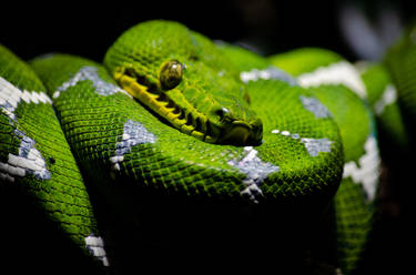 Emerald Tree Boa