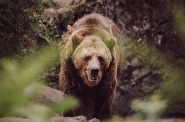 Grizzly Bear