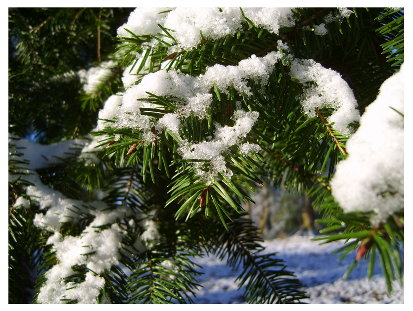 Macro Test: Fir Tree