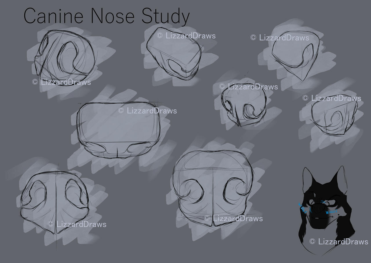 Canine Nose Study