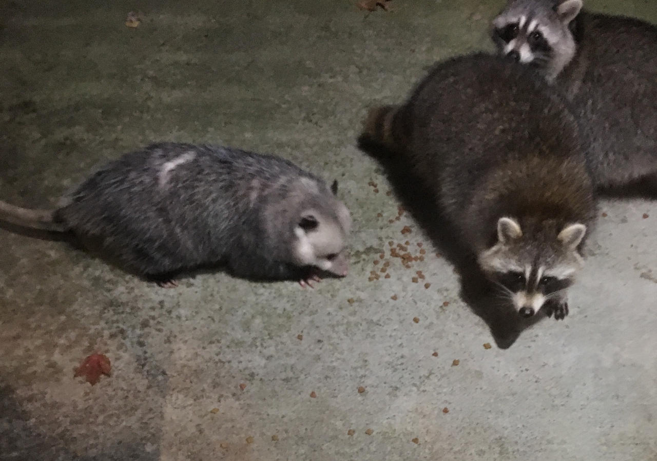 Possum Racoon Possum and Raccoons! by inkydnkydo on DeviantArt