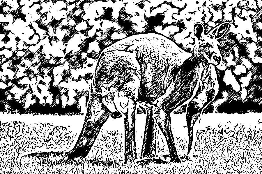 Kangaroo1 by Enchanted367Part2 on DeviantArt