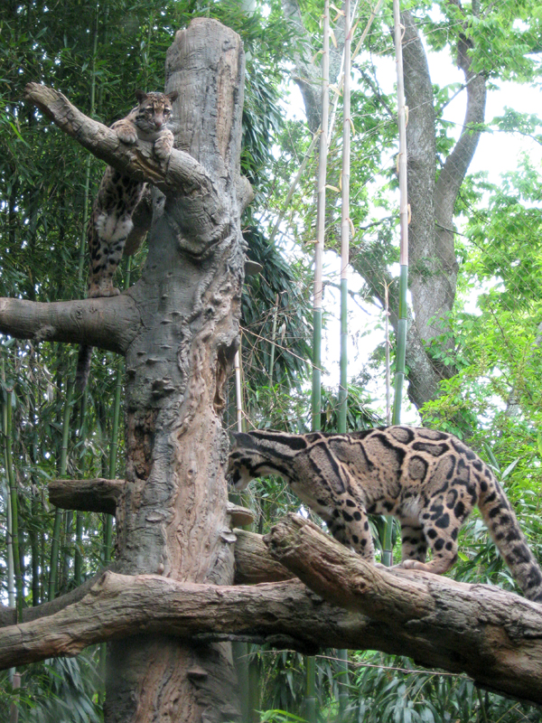 Clouded Leopards III