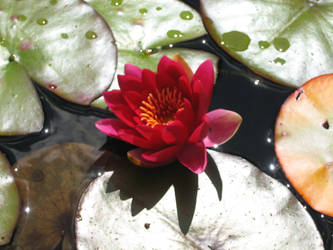 Water Lily