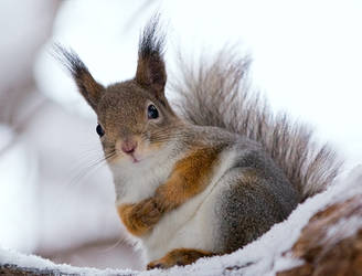 Red squirrel