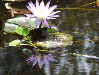 Reflecting Lotus