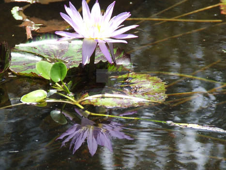 Reflecting Lotus
