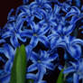 Blue Hyacinth