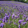 Lavender fields II