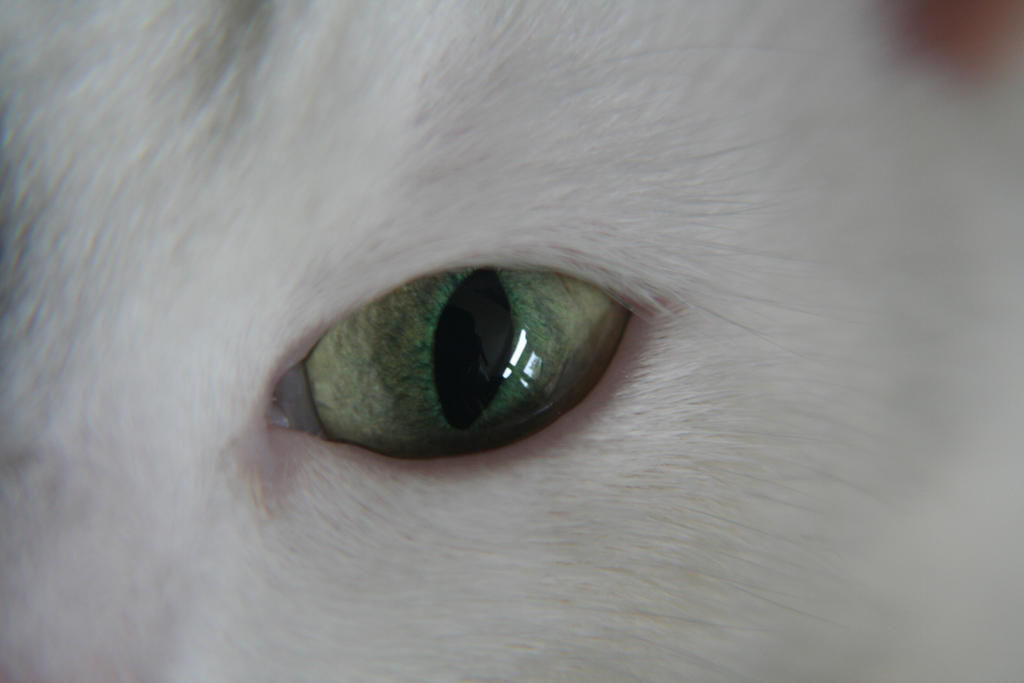 Green Eye