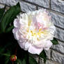 White peony