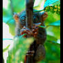 Tarsier