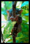 Tarsier by thinkingaloud