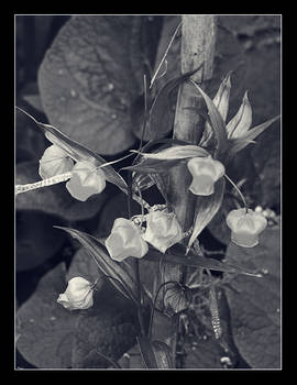 Flowers in black and white