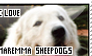 Maremma Sheepdog stamp