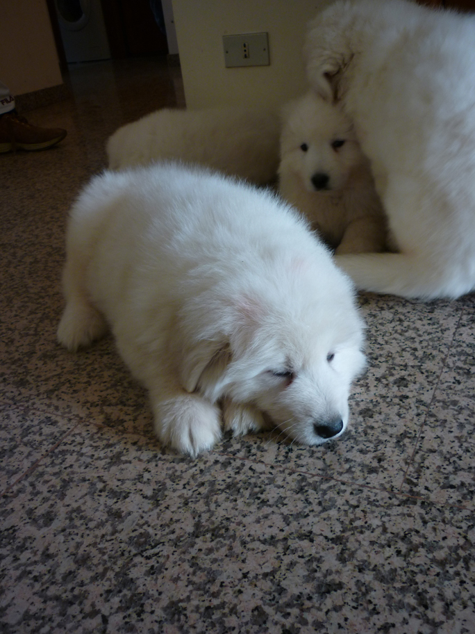 Maremma puppies