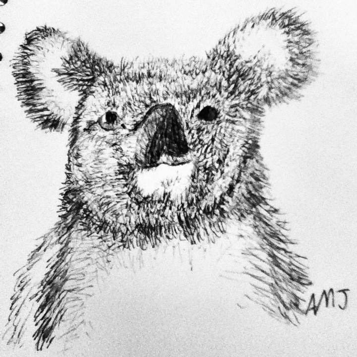 Koala