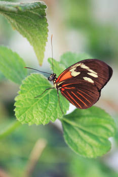 butterfly15