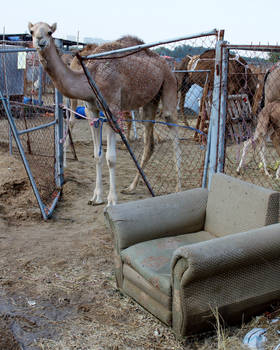 IMG 8603 (2) camel and chair