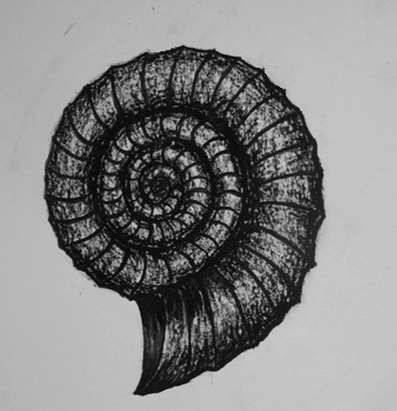 Ammonite