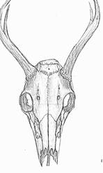 2010  deer skull