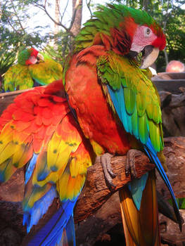 Macaw in Mexico