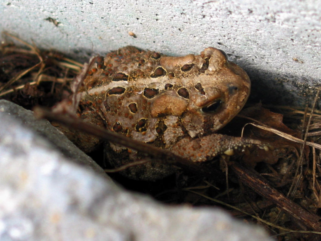 Fallen Toad A toad...again by MeshWeaver on DeviantArt