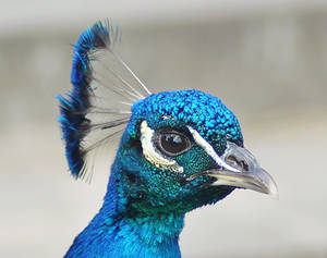 peacock portrait 1