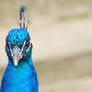 peacock portrait 2