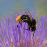 bee closeup