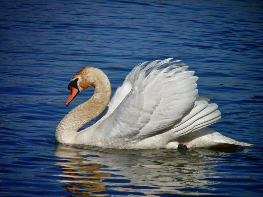 Swan hdr