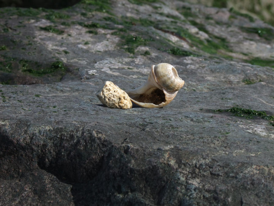broken shell by Rylance42 on DeviantArt