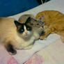 My Cat Family (Becker, Nala and Claudio)