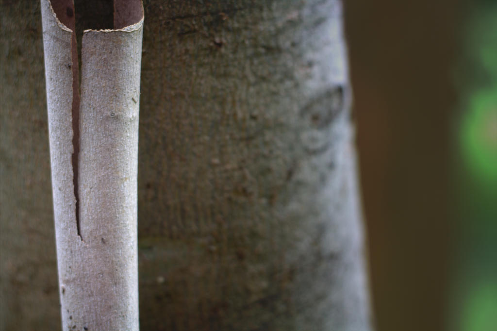 Tree Skin by sketchydreamer on DeviantArt